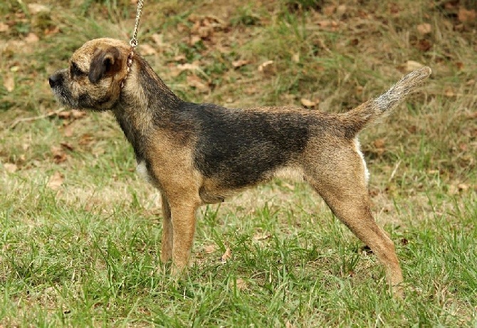 Aiga Viva - Nationale des Terriers Suisse