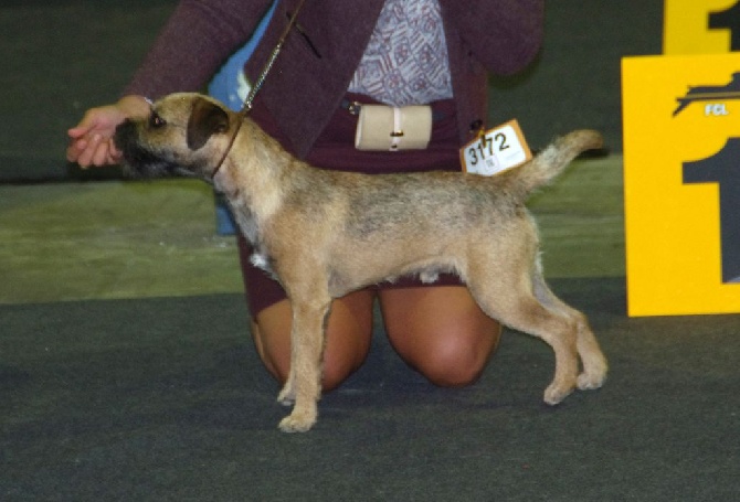 Aiga Viva - Luxembourg Dog Show