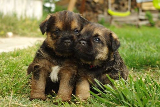 Aiga Viva - Border Terrier - Portée née le 31/03/2017