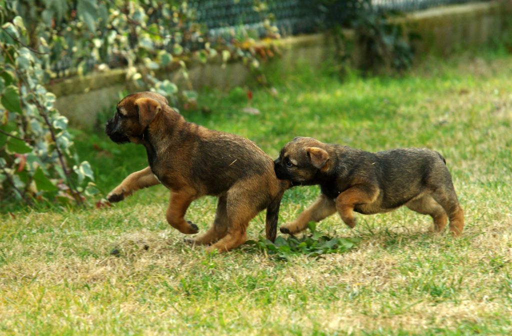 Aiga Viva - Border Terrier - Portée née le 29/11/2018