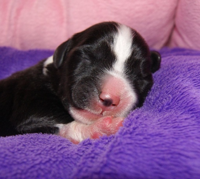 Du Manoir Des Lucioles - Les bébés sont arrivés !!!!