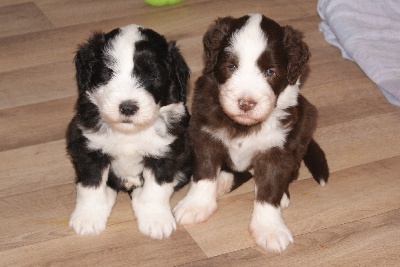 Du Manoir Des Lucioles - Adorables Boules d'Amour !!!