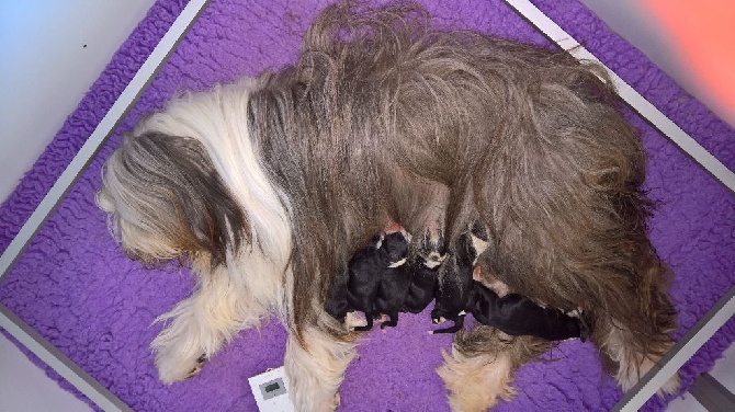 Du Manoir Des Lucioles - les bébés sont arrivés !!!!