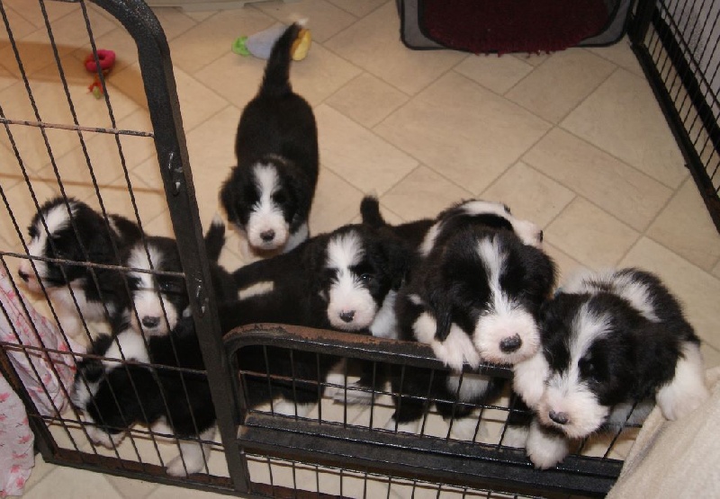 Du Manoir Des Lucioles - Bearded Collie - Portée née le 08/09/2015