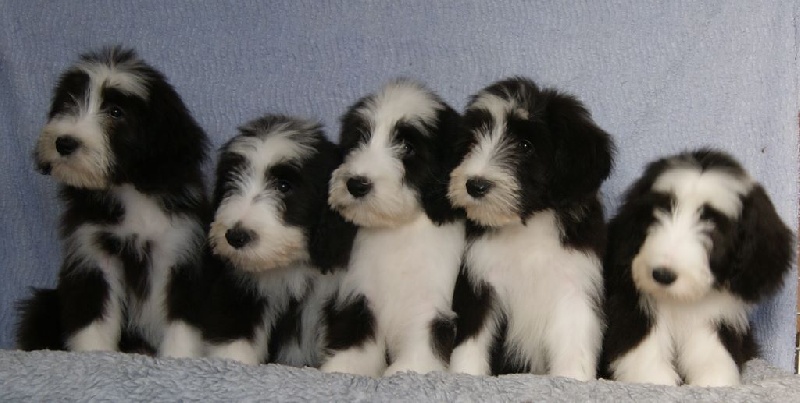 Du Manoir Des Lucioles - Bearded Collie - Portée née le 19/12/2014