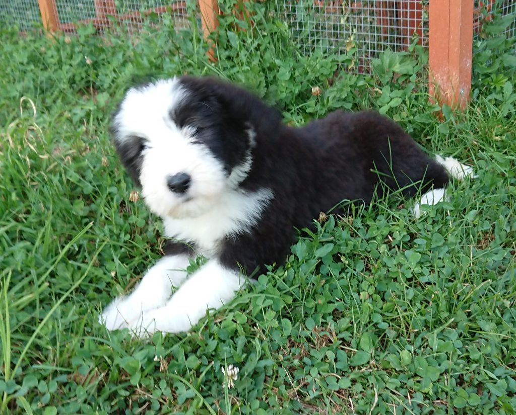 Chiot Bearded Collie Du Manoir Des Lucioles