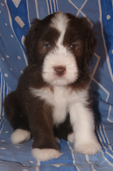 Du Manoir Des Lucioles - Bearded Collie - Portée née le 01/08/2013