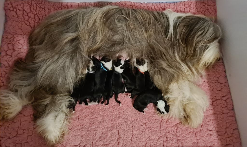 Du Manoir Des Lucioles - Bearded Collie - Portée née le 11/10/2020