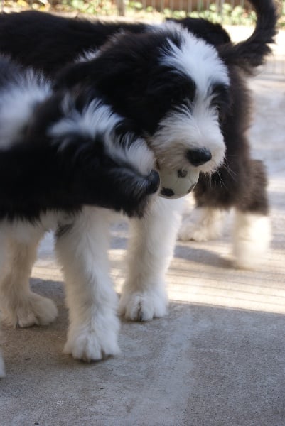 Du Manoir Des Lucioles - Bearded Collie - Portée née le 29/10/2010