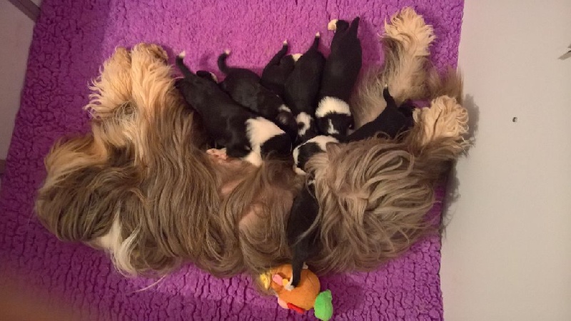 Chiot Bearded Collie Du Manoir Des Lucioles