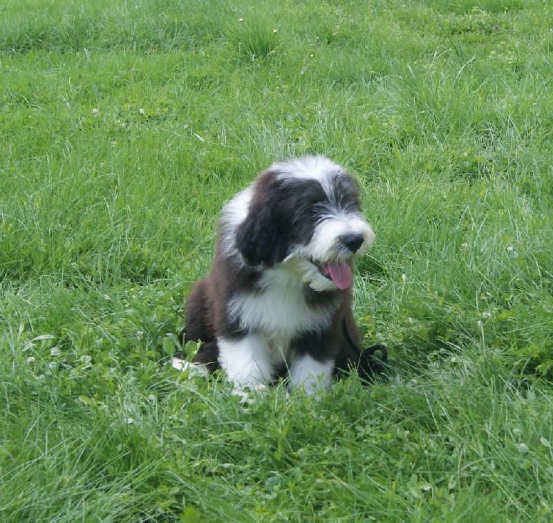 Du Manoir Des Lucioles - Bearded Collie - Portée née le 25/04/2014