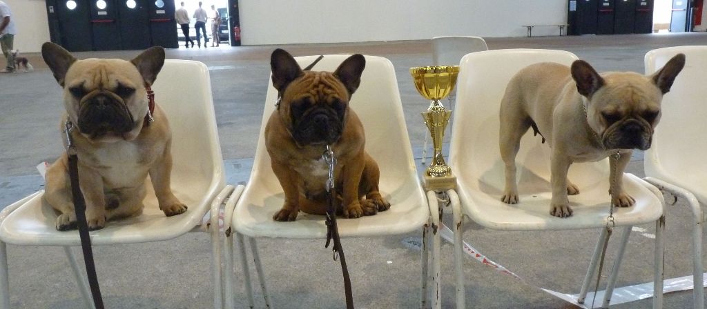 Des Nez Plats Du Ricolin - Les bouledogues à l'expo de Lyon 