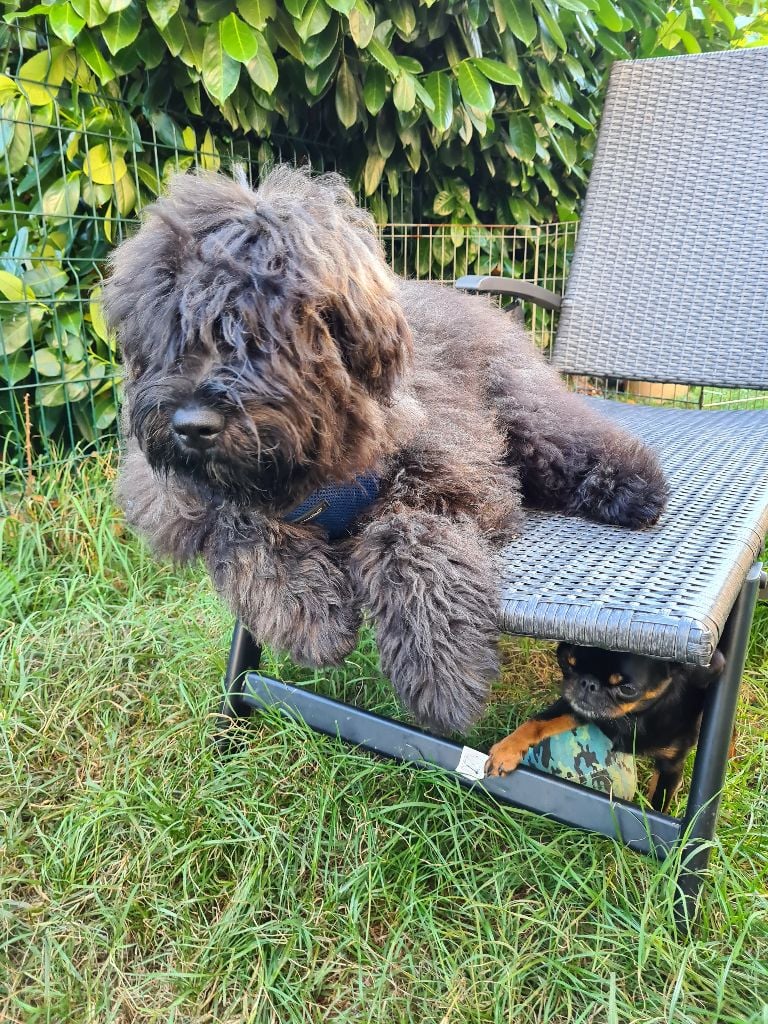 Des Nez Plats Du Ricolin - Sweet Baby Love : race bouvier des Flandres. 