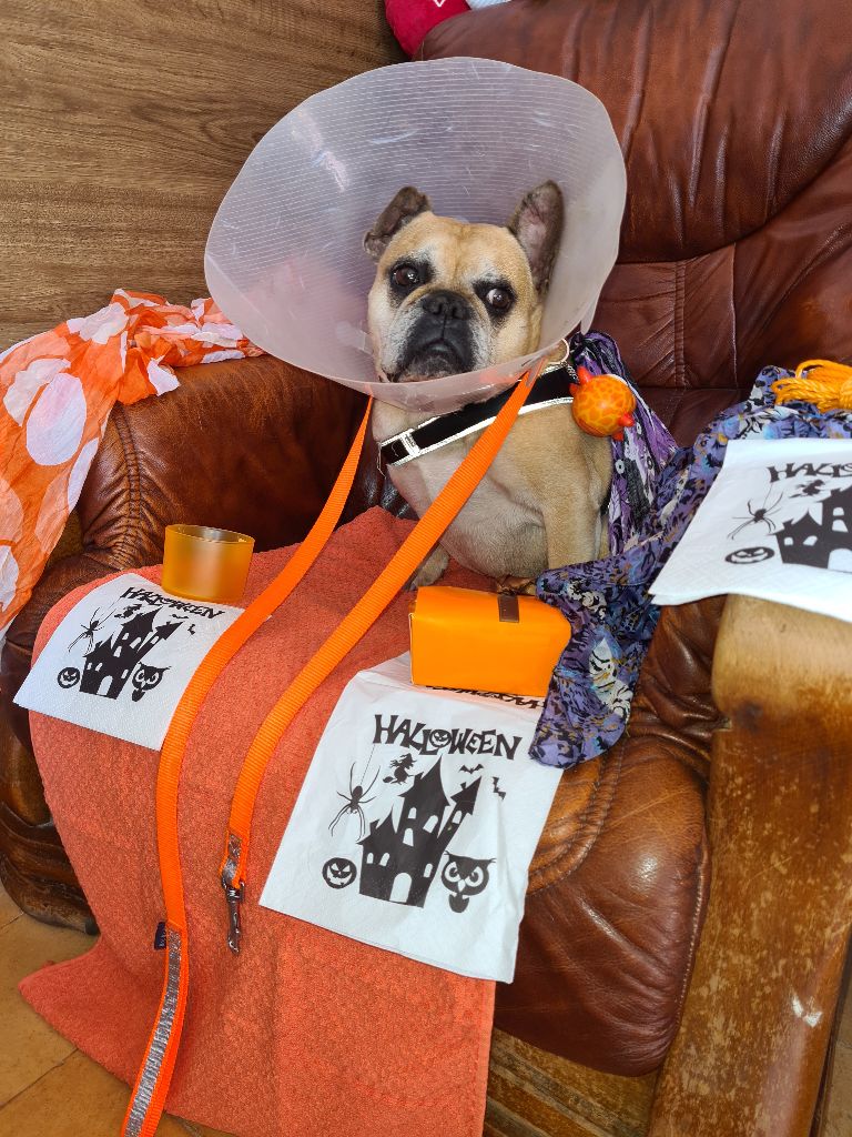 Des Nez Plats Du Ricolin - Athos le bouledogue d'Halloween 