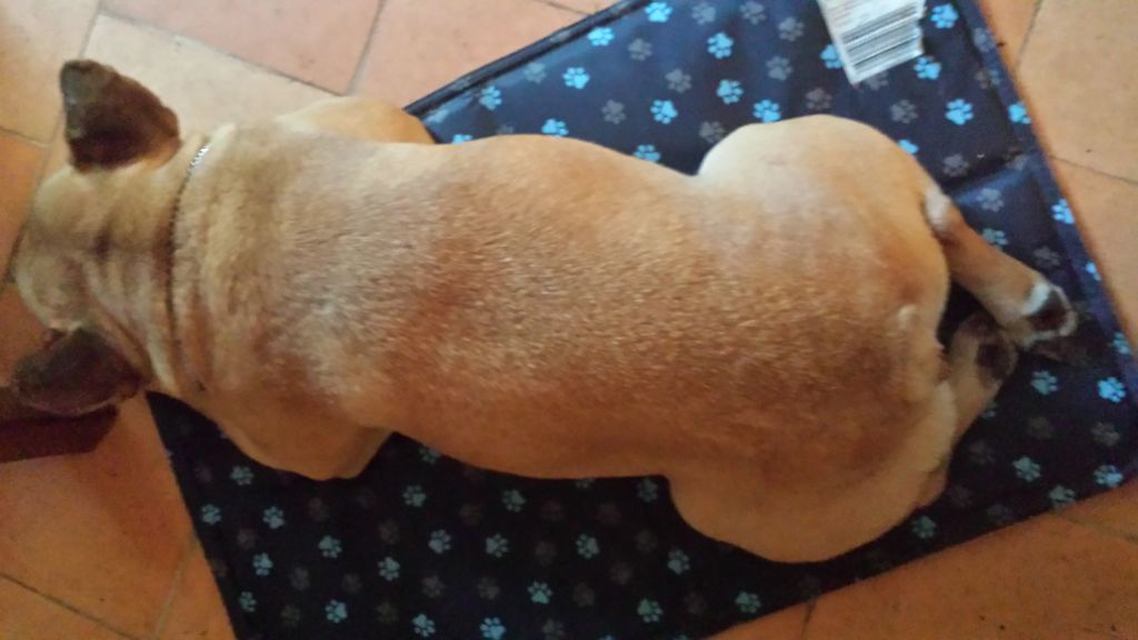 Des Nez Plats Du Ricolin - Tapis de rafraîchissement pour chiens