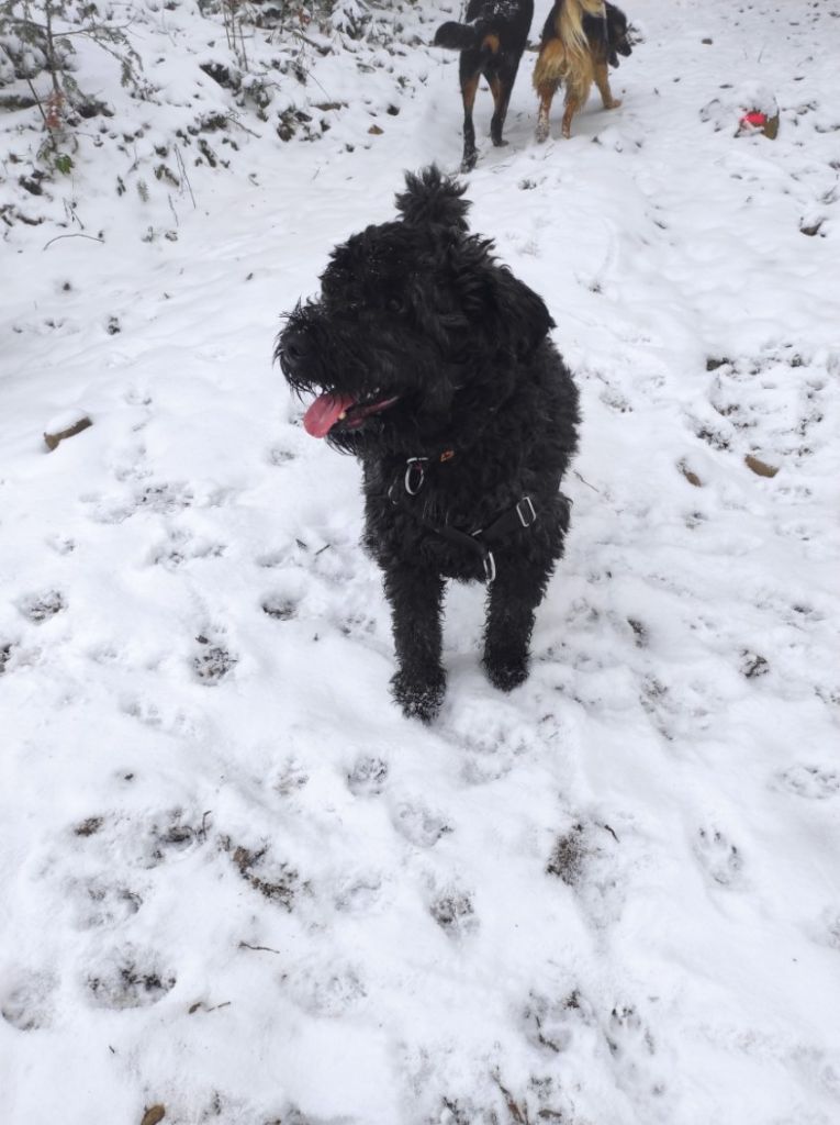 Des Nez Plats Du Ricolin - Bouvier des Flandres. 