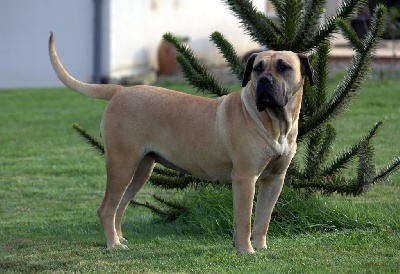 De Presarmor - Naissance de chiots autour du 18/11/2012