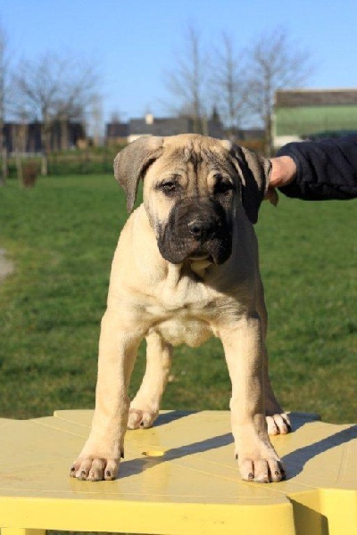 De Presarmor - Dogo Canario - Portée née le 18/11/2012