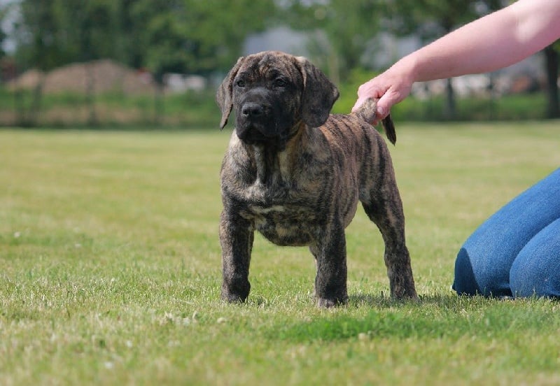 De Presarmor - Dogo Canario - Portée née le 02/04/2015