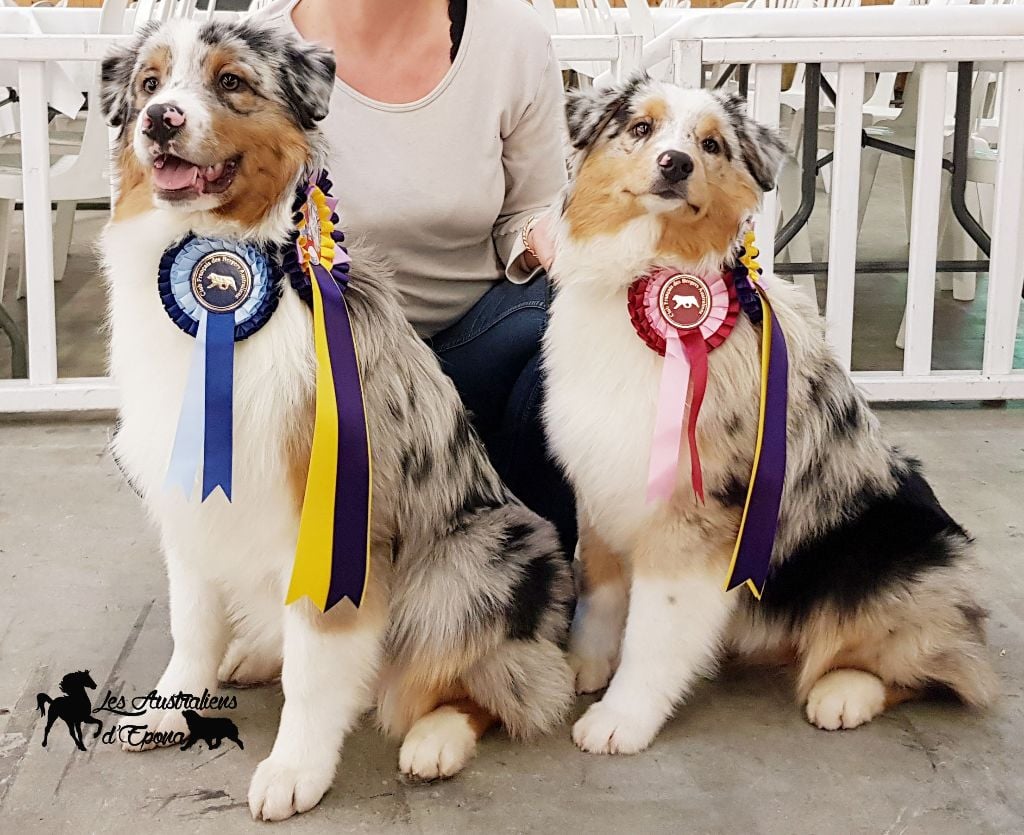 Des Australiens d'Epona - EXPO du Paris Dog Show et du Luxembourg