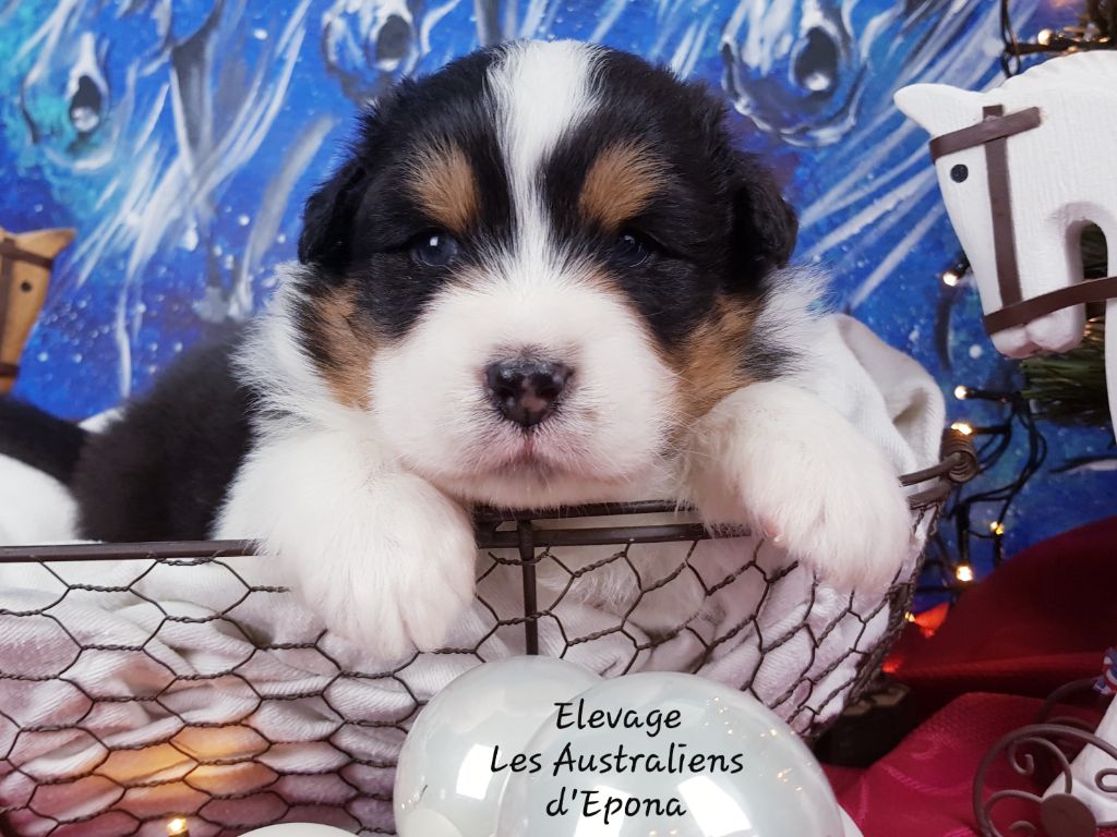 Chiot Berger Australien Des Australiens d'Epona