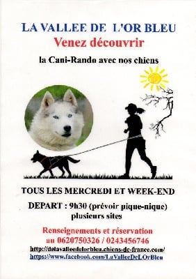 de la Vallee de L'Or Bleu - NOUVELLE ACTIVITEE: CANI RANDO