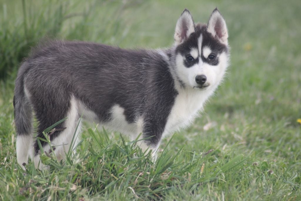 de la Vallee de L'Or Bleu - Chiots disponibles - Siberian Husky