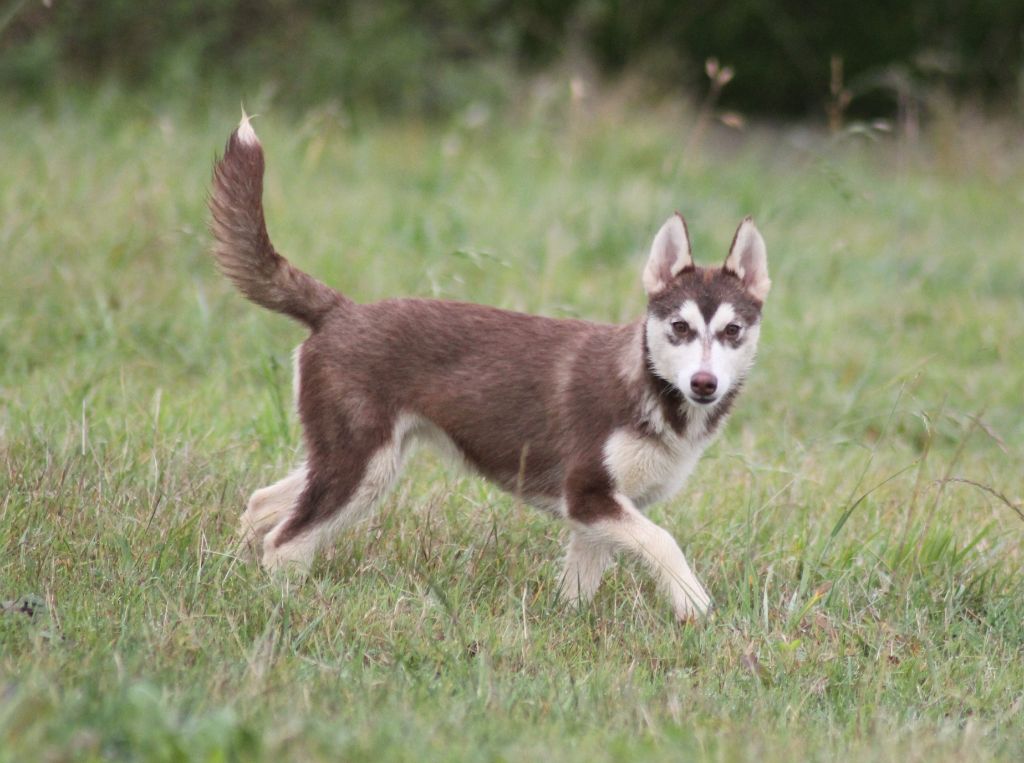 de la Vallee de L'Or Bleu - Chiots disponibles - Siberian Husky