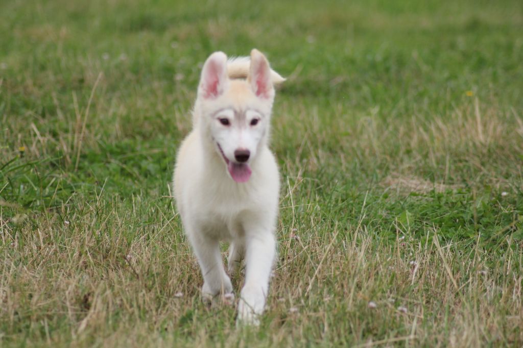 de la Vallee de L'Or Bleu - Chiots disponibles - Siberian Husky