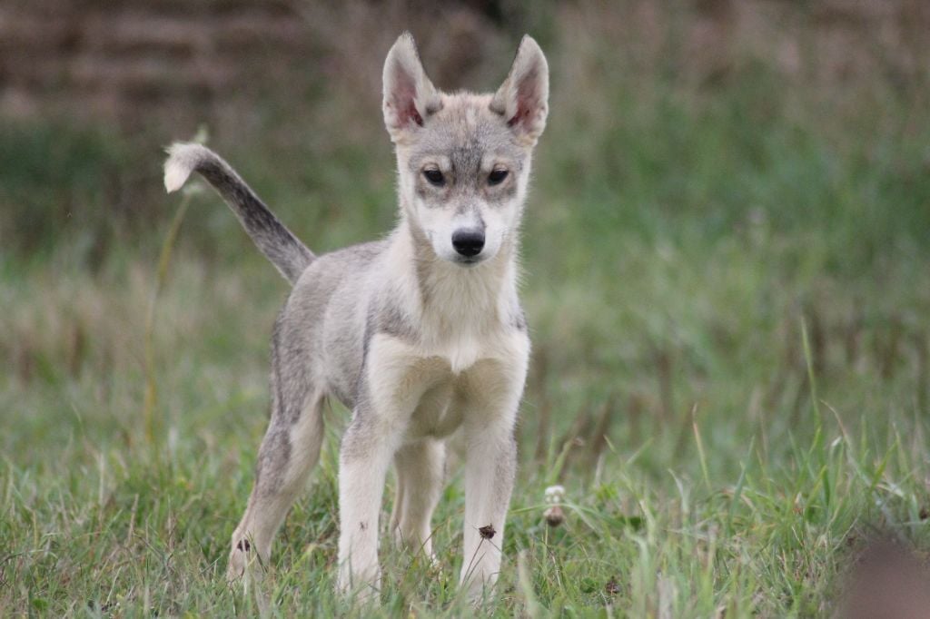 de la Vallee de L'Or Bleu - Chiots disponibles - Siberian Husky