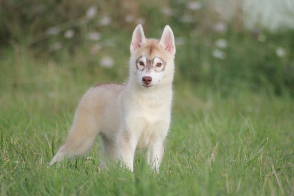 de la Vallee de L'Or Bleu - Chiots disponibles - Siberian Husky