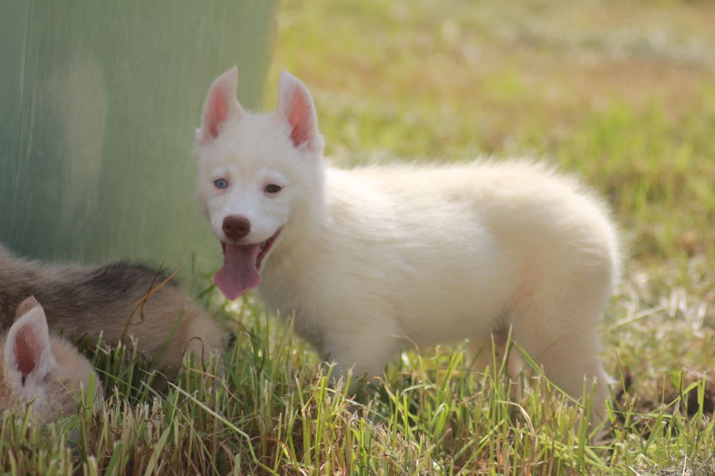 de la Vallee de L'Or Bleu - Chiots disponibles - Siberian Husky