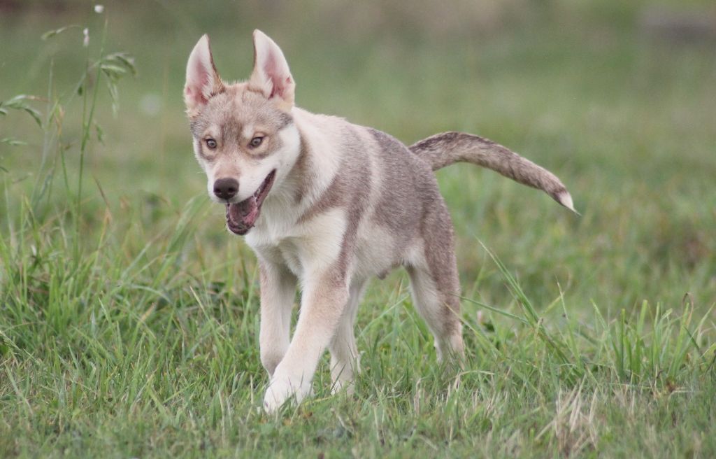 de la Vallee de L'Or Bleu - Chiots disponibles - Siberian Husky