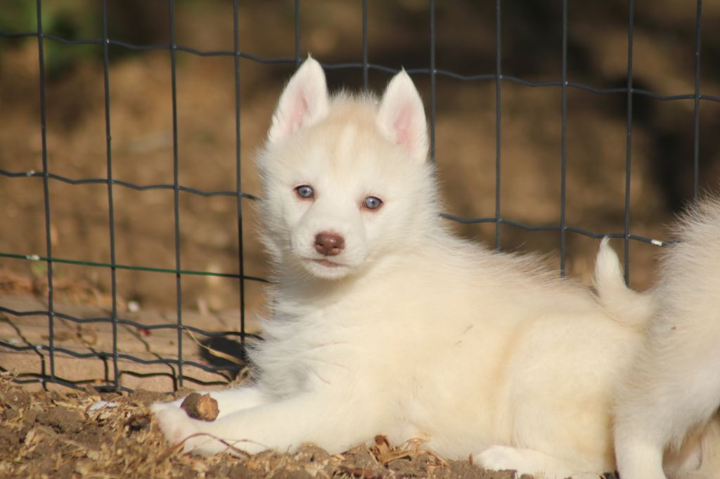 de la Vallee de L'Or Bleu - Chiots disponibles - Siberian Husky