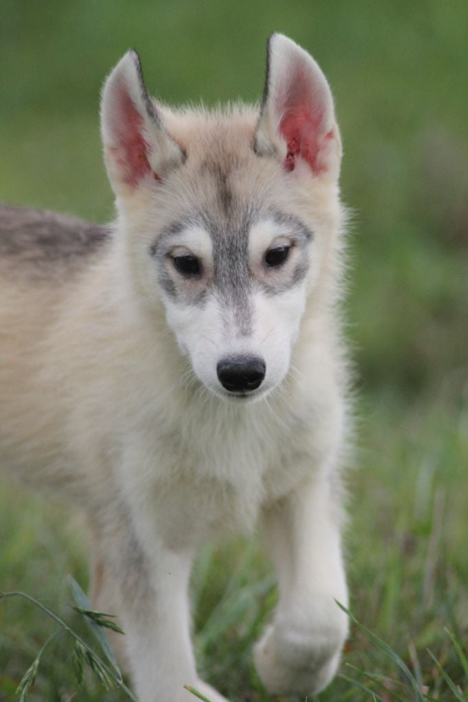 de la Vallee de L'Or Bleu - Chiots disponibles - Siberian Husky