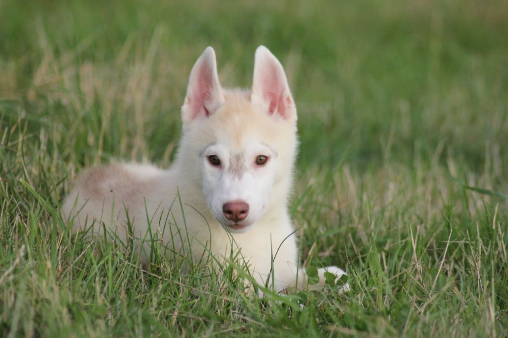 de la Vallee de L'Or Bleu - Chiots disponibles - Siberian Husky