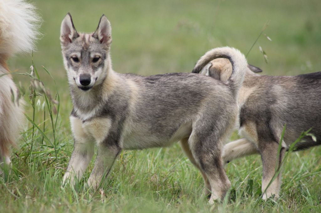 de la Vallee de L'Or Bleu - Chiots disponibles - Siberian Husky