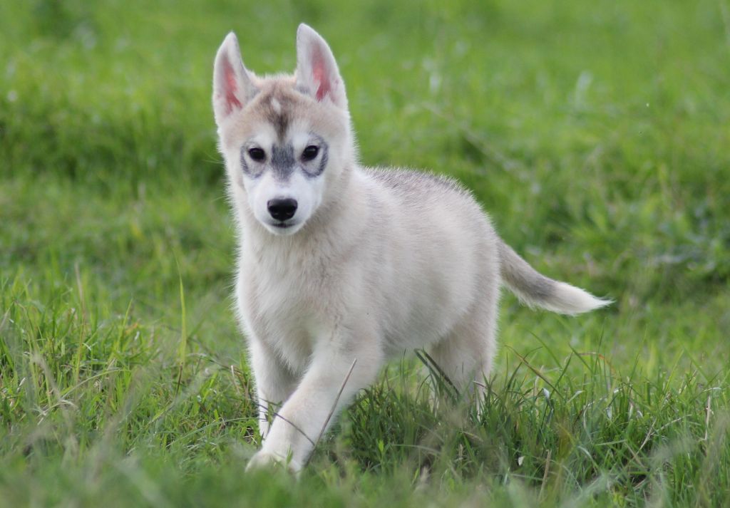 de la Vallee de L'Or Bleu - Chiots disponibles - Siberian Husky