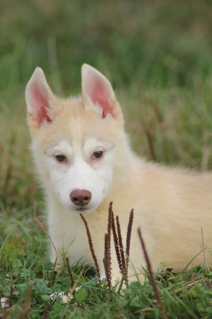 de la Vallee de L'Or Bleu - Chiots disponibles - Siberian Husky