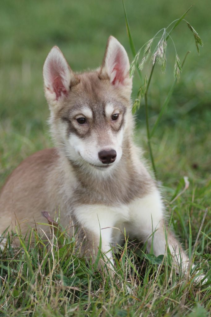 de la Vallee de L'Or Bleu - Chiots disponibles - Siberian Husky