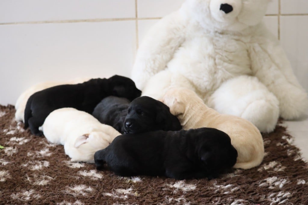 Des Vallées De Galway - Baby Boom dans la nursery