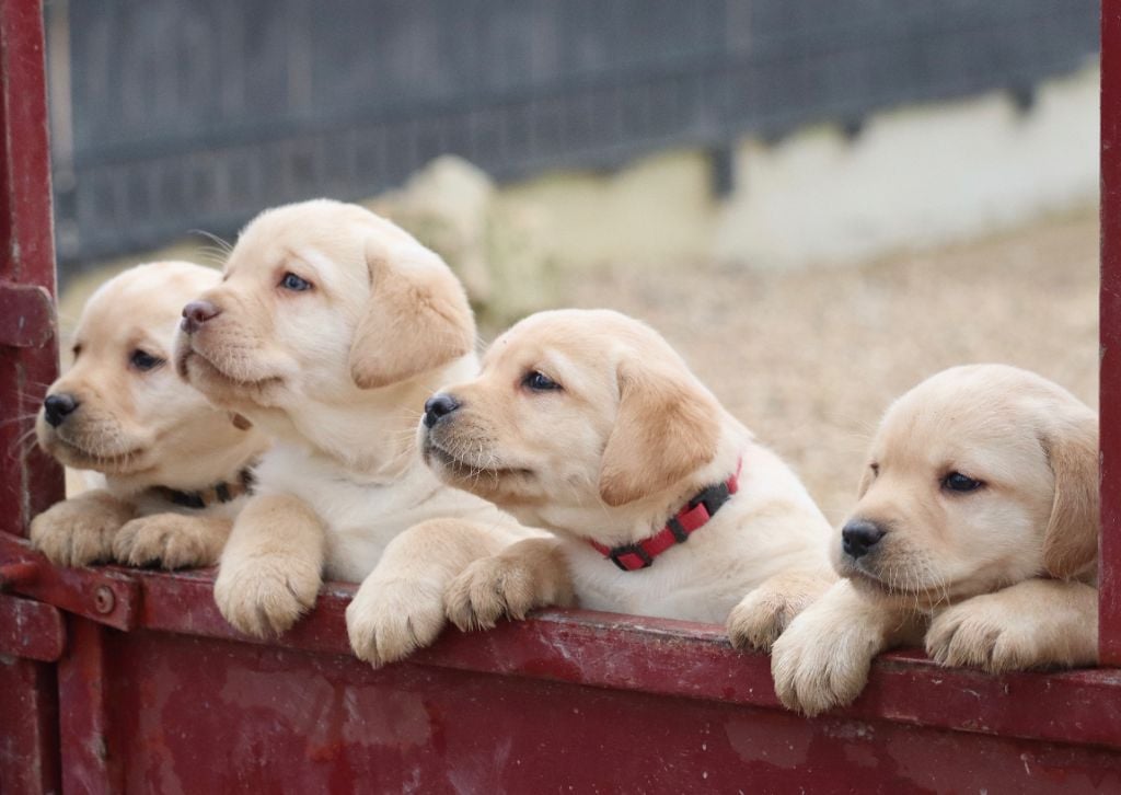 Des Vallées De Galway - NOUVELLES PHOTOS DE NOS BÉBÉS