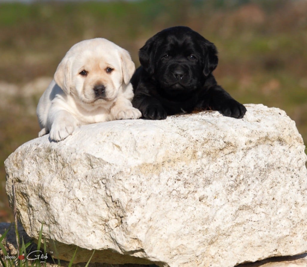 Males Labradors 3 couleurs disponibles