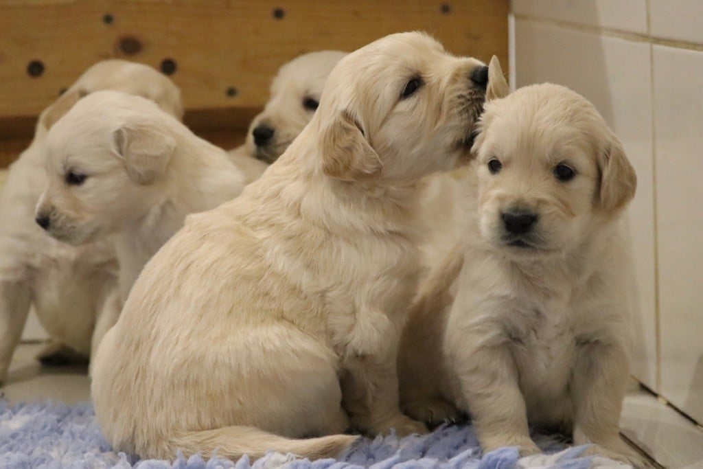 Chiots goldens disponibles