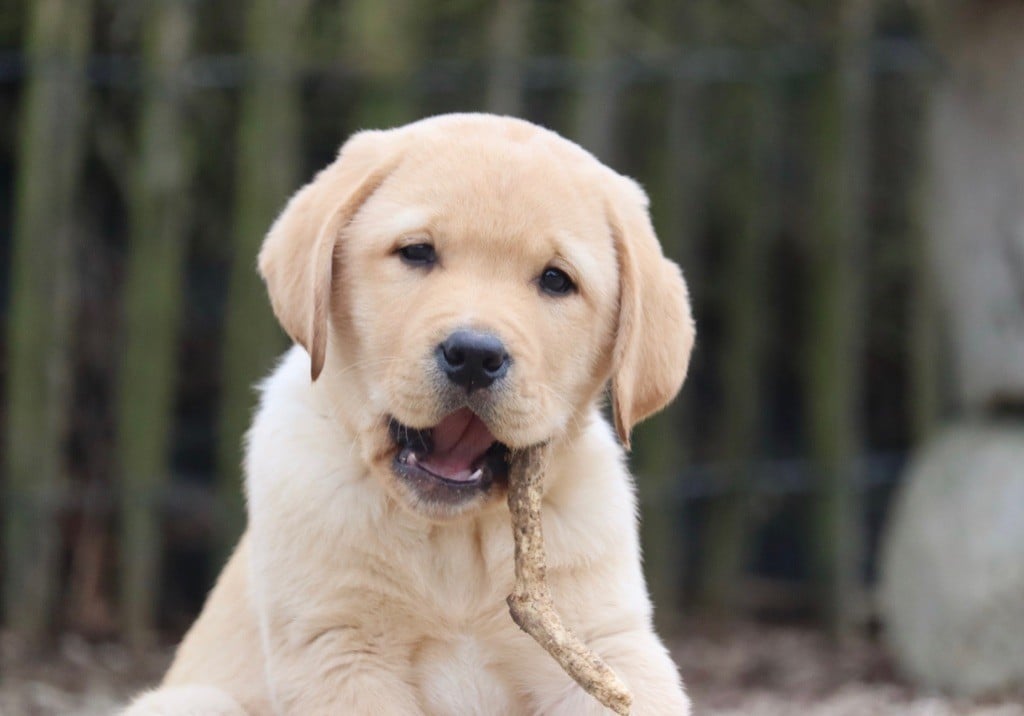 Chiots sables disponibles