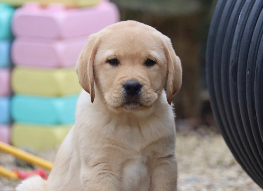 Des Vallées De Galway - Chiots disponibles - Labrador Retriever