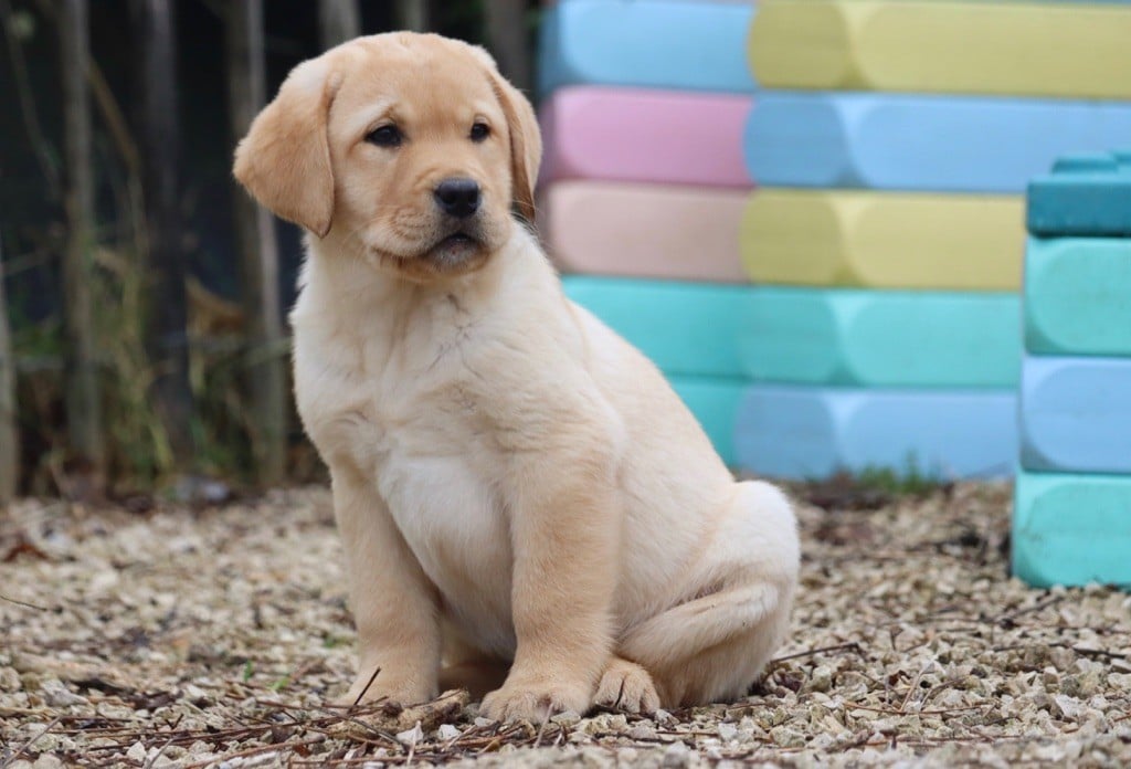 Des Vallées De Galway - Chiots disponibles - Labrador Retriever