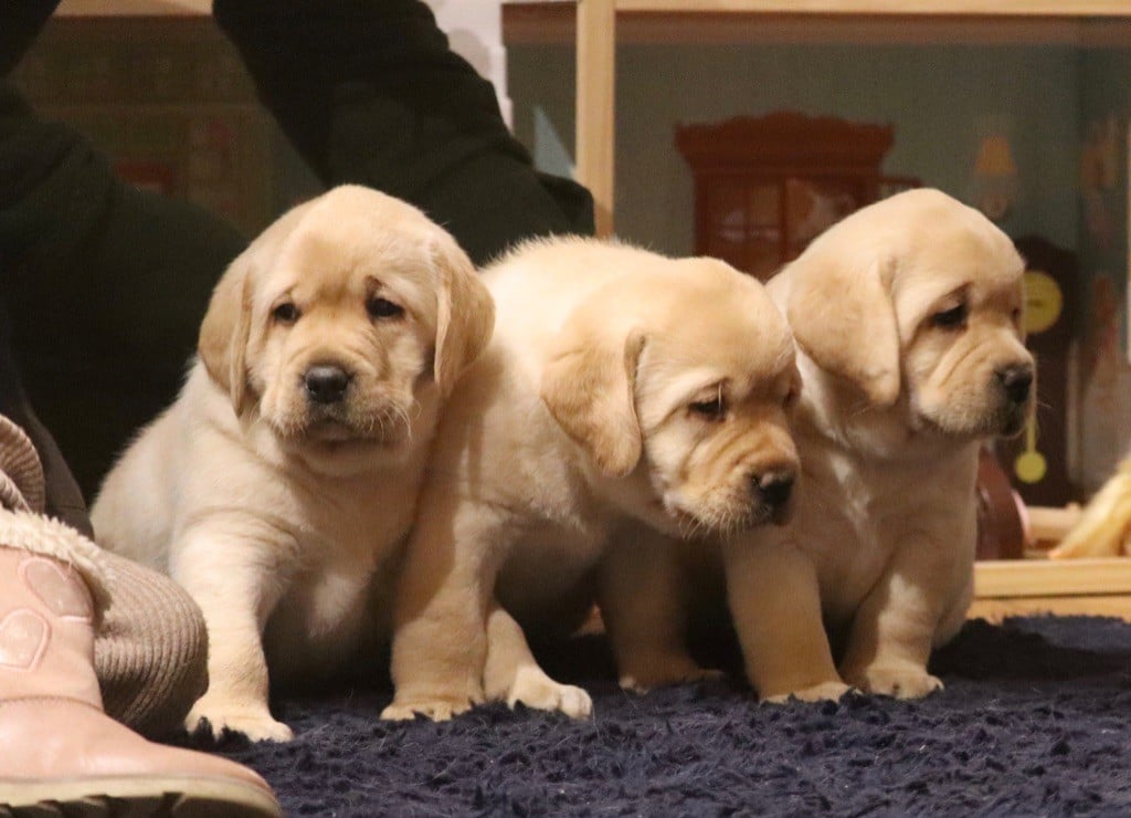 Chiot Labrador Retriever Des Vallées De Galway