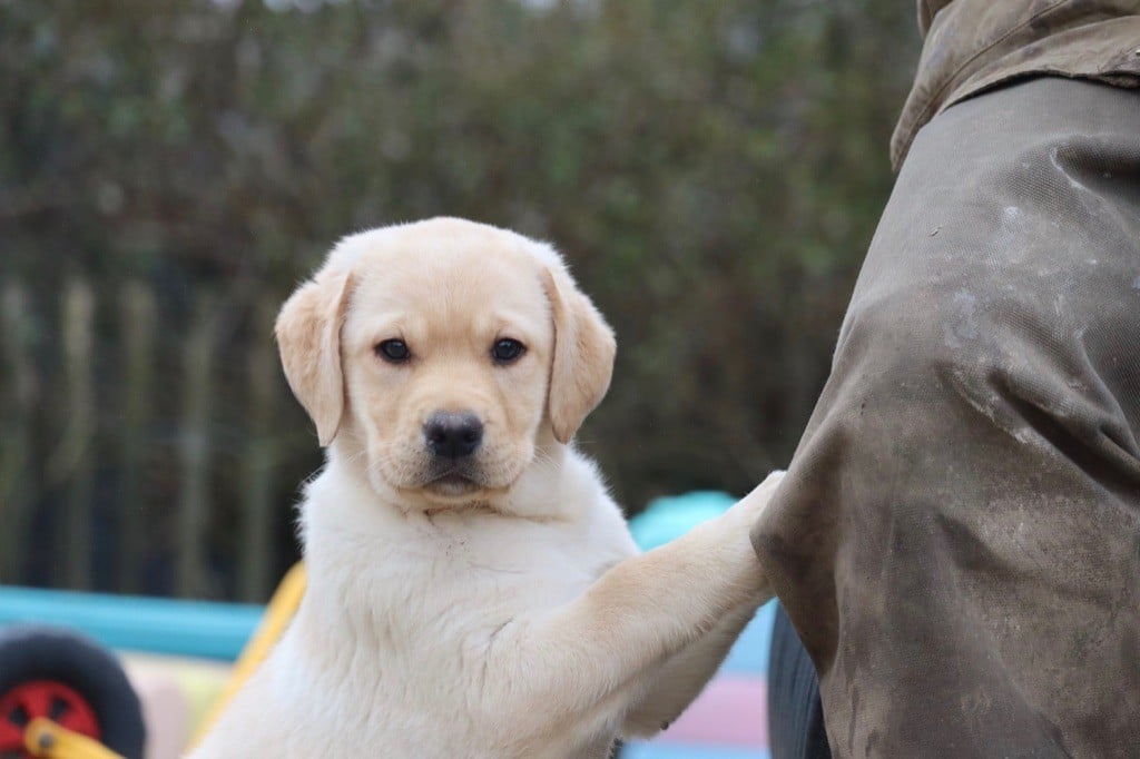 Des Vallées De Galway - Chiots disponibles - Labrador Retriever