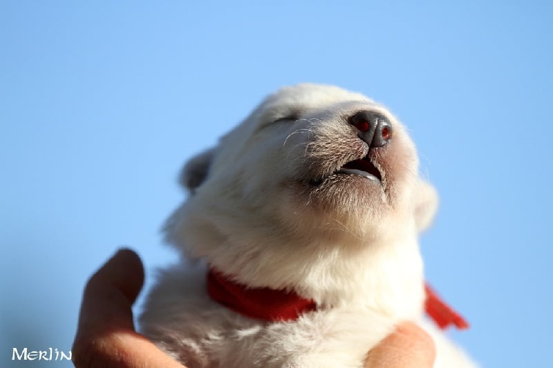 Des Terres De Merlin - Berger Blanc Suisse - Portée née le 09/09/2012